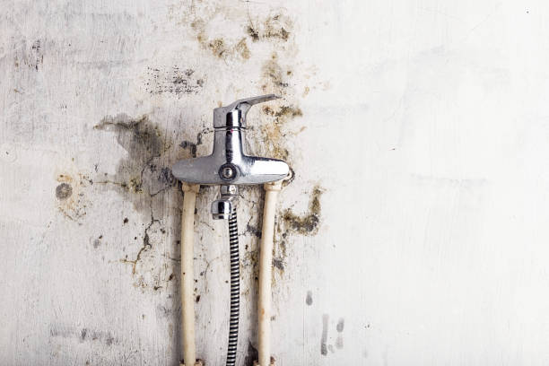 Best Mold Removal Near Me  in Mount Ida, AR