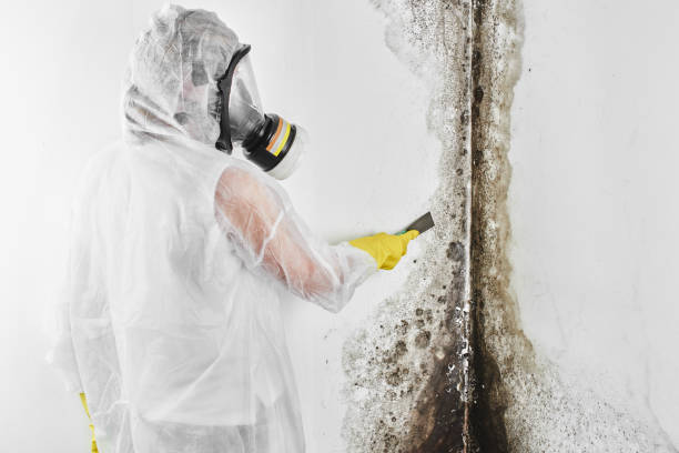Best Black Mold Removal  in Mount Ida, AR