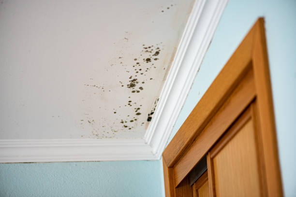 Best Same-Day Mold Removal  in Mount Ida, AR