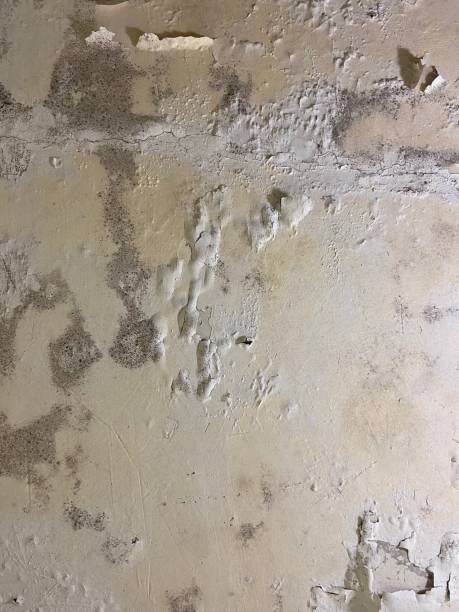 Reliable Mount Ida, AR Mold Removal Solutions