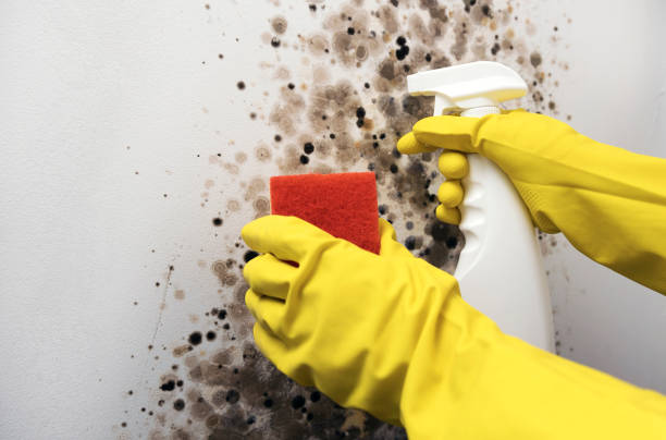 Best Mold Testing  in Mount Ida, AR