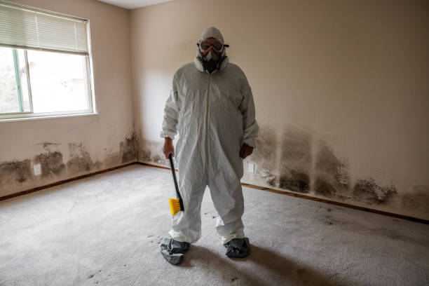 Best Office Mold Removal Services  in Mount Ida, AR