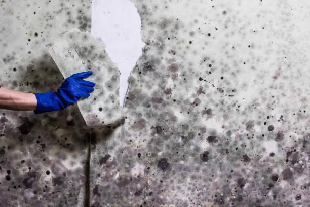Certified Mold Removal in Mount Ida, AR