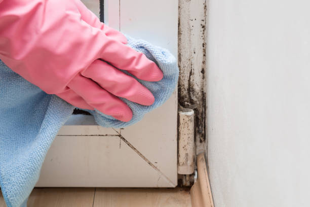 Best Certified Mold Removal  in Mount Ida, AR