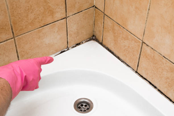 Best Residential Mold Removal  in Mount Ida, AR