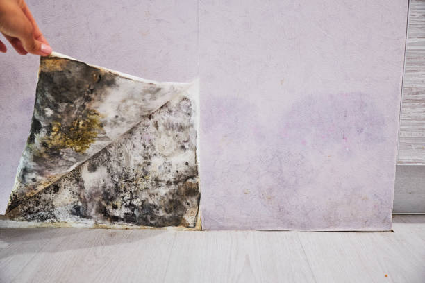 Best Local Mold Removal Service  in Mount Ida, AR